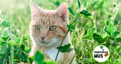 4 bijzondere eigenschappen van katten die jou gelukkiger maken