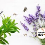 5 natuurlijke manieren om insecten uit je buurt te houden