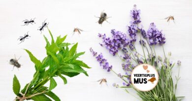 5 natuurlijke manieren om insecten uit je buurt te houden